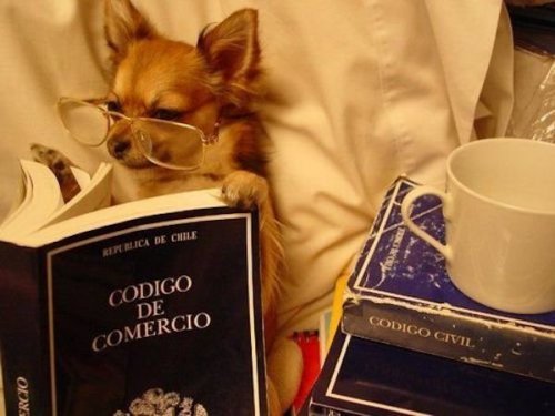 Возможно, вы не догадывались, но собаки тоже любят читать (22 фото)