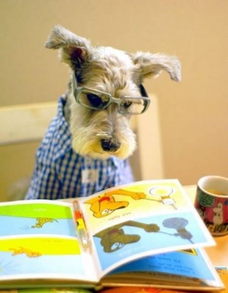 Возможно, вы не догадывались, но собаки тоже любят читать (22 фото)