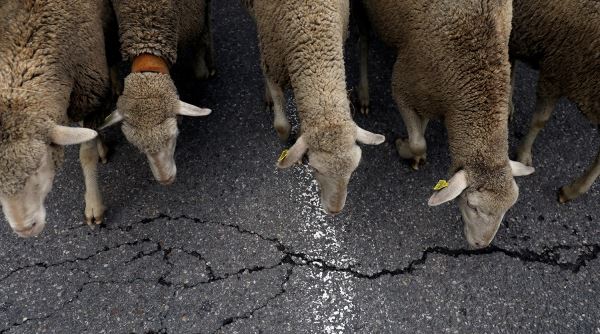 Воры с помощью обученных собак украли порядка 200 овец в Британии